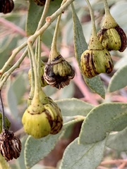 Codonocarpus cotinifolius