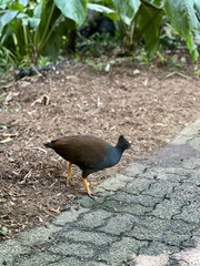 Megapodius reinwardt