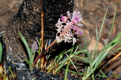 Ledebouria leptophylla