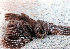 Megascops guatemalae