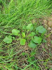 Barbarea vulgaris