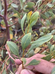 Codonocarpus cotinifolius