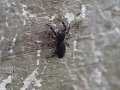 Salticidae