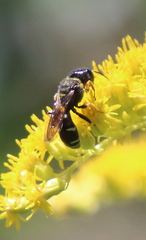 Ectemnius maculosus