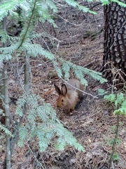 Leporidae