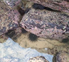 Stomopneustes variolaris