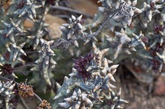 Quaqua mammillaris