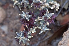 Quaqua mammillaris