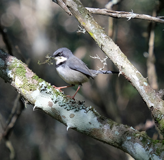 Apalis thoracica claudei