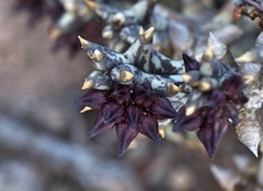 Quaqua mammillaris