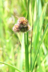 Juncus torreyi