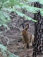 Leporidae
