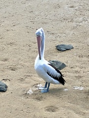 Pelecanus conspicillatus