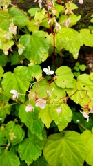 Begonia crenata