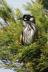 Phylidonyris novaehollandiae