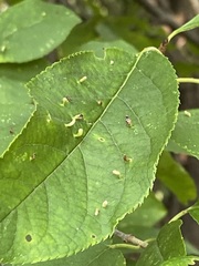 Eriophyes cerasicrumena