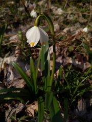 Leucojum vernum