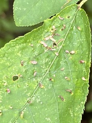 Eriophyes cerasicrumena