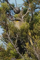 Gavicalis virescens