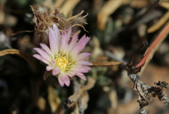 Delosperma gautengense