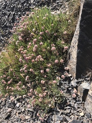 Eriogonum coloradense