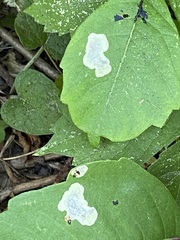 Cameraria guttifinitella