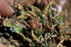 Delosperma gautengense
