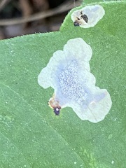 Cameraria guttifinitella