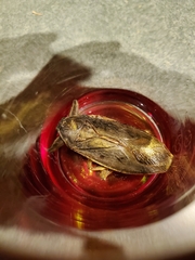 Lethocerus americanus