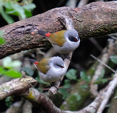 Coccopygia melanotis