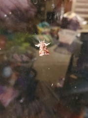 Callopistria floridensis