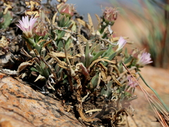 Delosperma gautengense