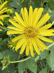 Silphium perfoliatum