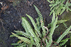 Blechnum blechnoides