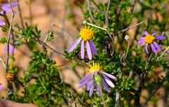 Felicia filifolia