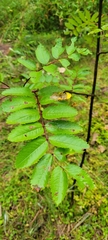 Sorbus americana