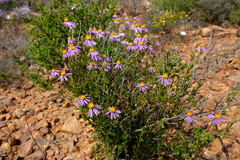 Felicia filifolia