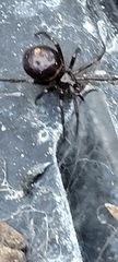 Steatoda borealis