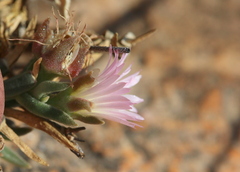Delosperma gautengense