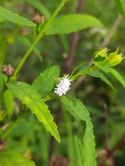 Cryptolaemus