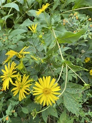 Silphium perfoliatum