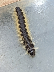 Phalera flavescens
