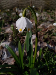Leucojum vernum