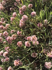 Eriogonum coloradense
