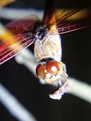 Brachythemis contaminata