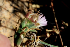 Delosperma gautengense