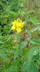 Crotalaria micans