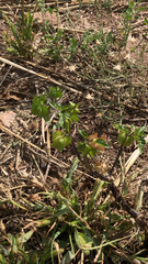 Cardiospermum halicacabum