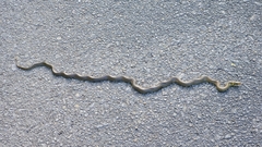 Zamenis longissimus