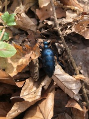 Meloe violaceus